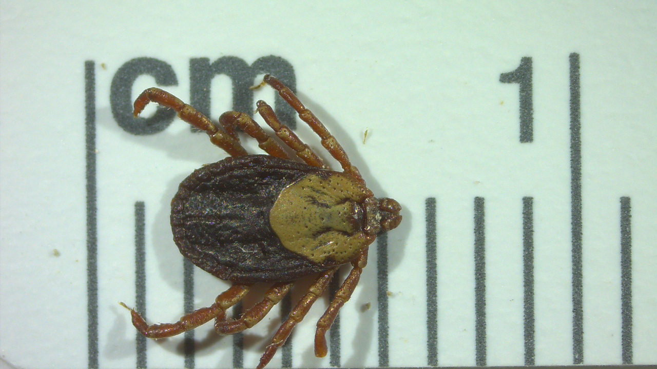 wood tick female
