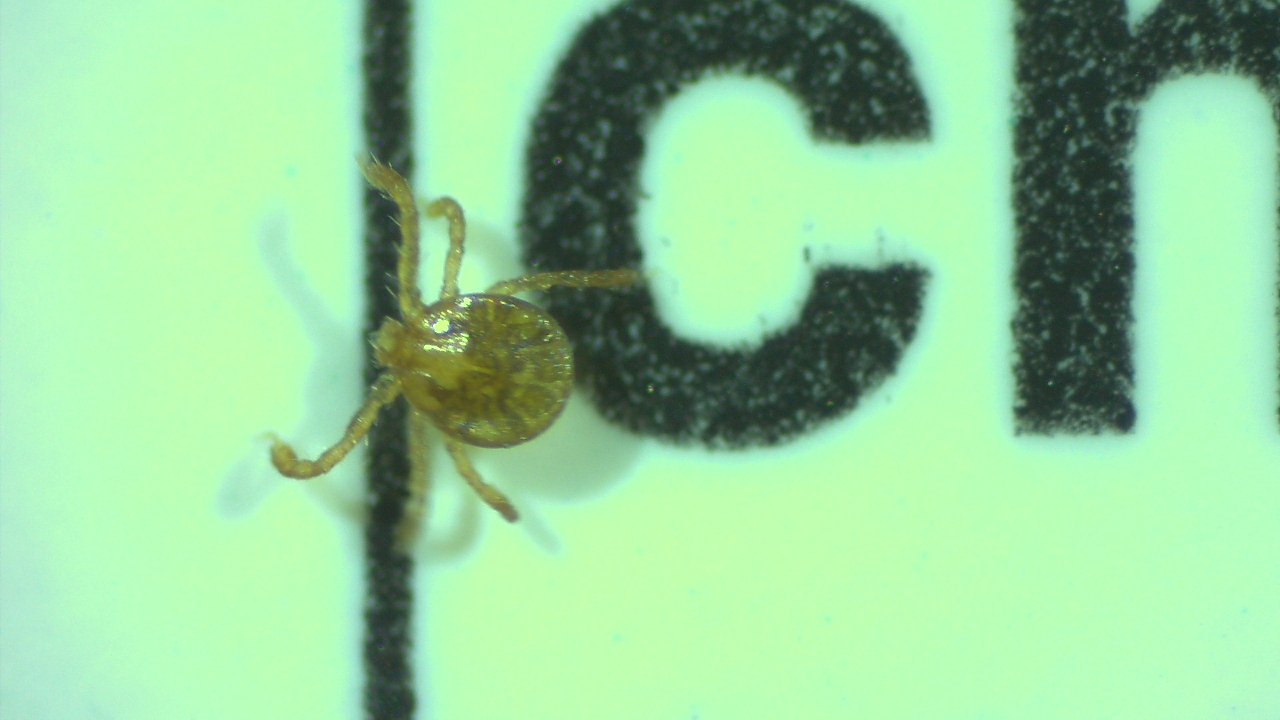 wood tick female